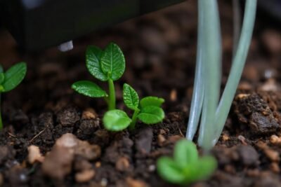 Hilos biodegradables crecen en la tierra